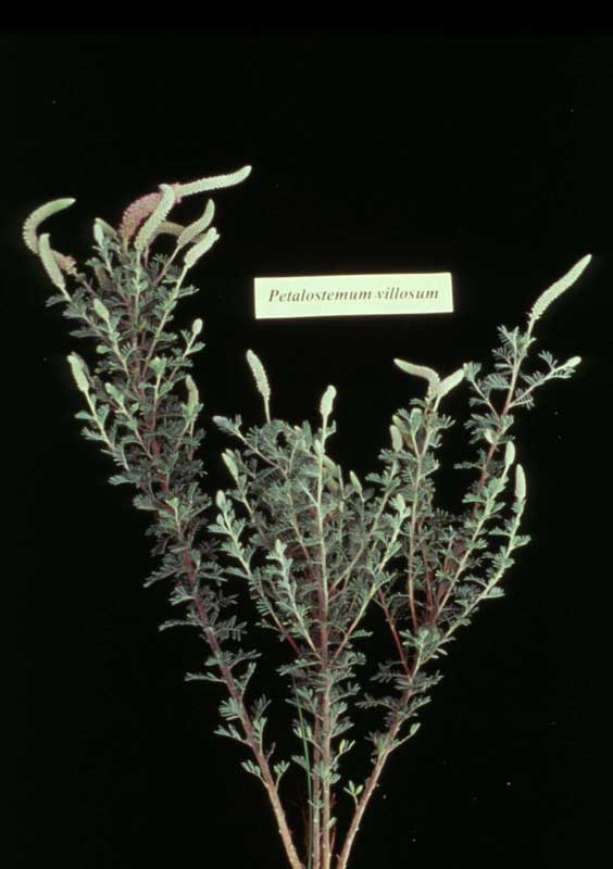 Petalostemum villosum